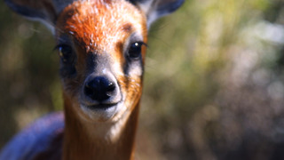 Raising Wildlife
