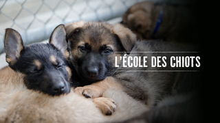 L’école des chiots