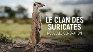 Le clan des suricates nouvelle génération