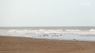 La baie de la grande marée