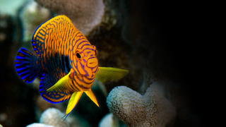 Aquariums, la face cachée d’un commerce