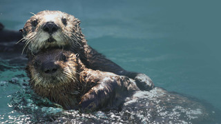 Mamans animales