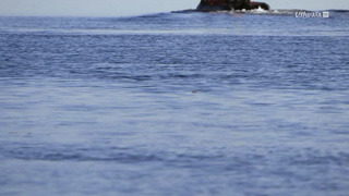 L'énigme des Belugas