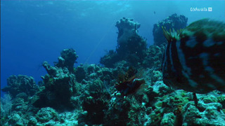Le poisson lion