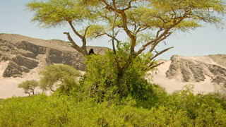 Kalahari l'autre loi de la jungle