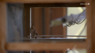 Terry Masear : la part du colibri