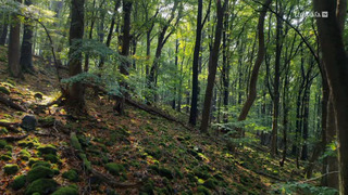 La forêt des abeilles sauvages