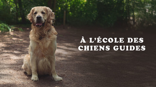 A l'école des chiens guides