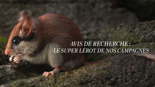Avis de recherche : le super lérot de nos...
