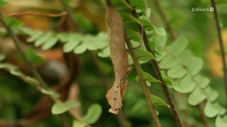 Malaisie, oasis de vies