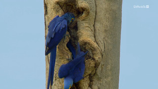 Le Pantanal : un miracle grandeur nature