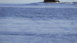 L'énigme des Belugas