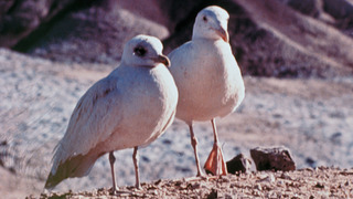 Jonathan Livingston Le Goéland