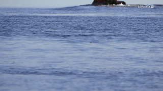 L'énigme des Belugas