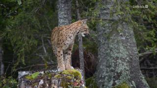 Le retour fragile du lynx