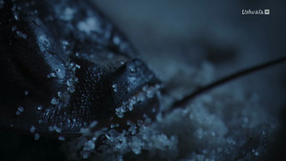 Les îles, laboratoires de la nature