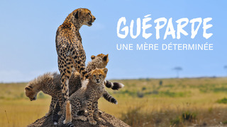 Guéparde, une mère déterminée