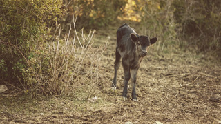 Chiens et des poulpes
