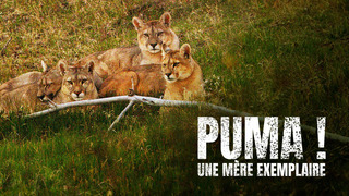 Puma ! Une mère exemplaire