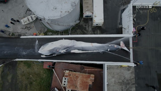Le chasseur de baleines