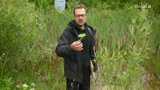La forêt gourmande