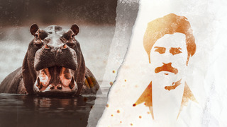 Les hippopotames d'Escobar