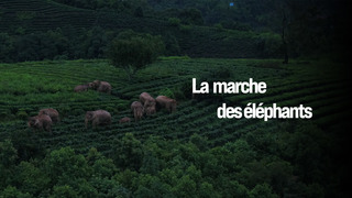La marche des éléphants