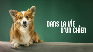 Dans la vie d'un chien