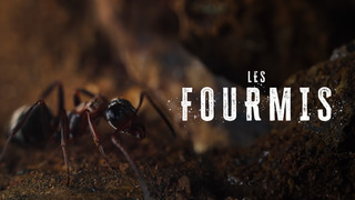 Les fourmis