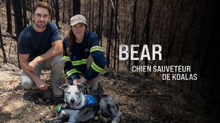 Bear : Chien sauveteur de Koalas