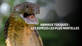 Animaux toxiques : les espèces les plus morte
