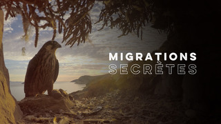 Migrations secrètes