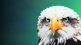 Alpha, la quête du pouvoir