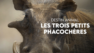 Destin Animal - Les trois petits phacochères