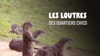 Les loutres des quartiers chics !