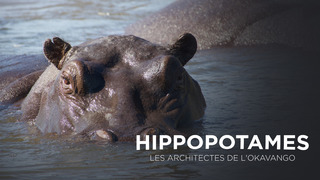 Hippopotames les architectes de l'Okavango