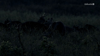 L'Indonésie sauvage