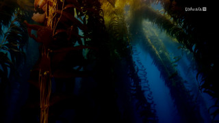 Kelp, I need somebody !