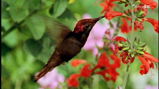 Les cavaliers du vent