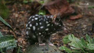 Le Kakadu australien