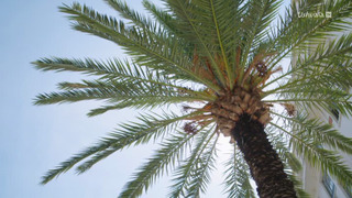 Skindigenous : tatouages et traditions