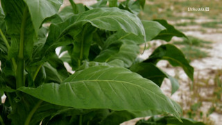 Les cités perdues de l'Amazonie