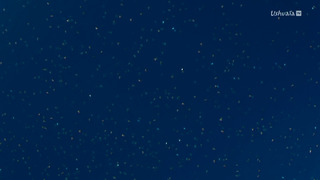 Cinquante nuances de requins