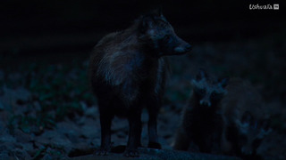 Japon, un nouveau monde sauvage