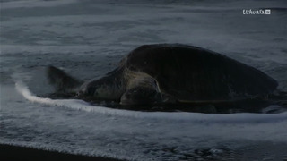 Nature : le retour du sauvage