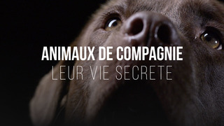 Animaux de compagnie : leur vie secrète