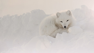 Les vétérinaires de l’Arctique