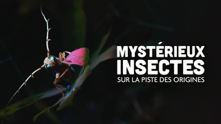 Mystérieux Insectes Sur la piste des origines
