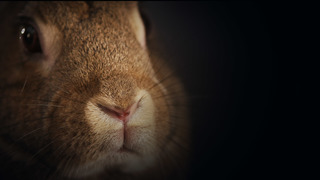 Les Super pouvoirs des Lapins