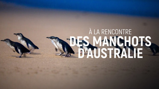 A la rencontre des manchots d'Australie
